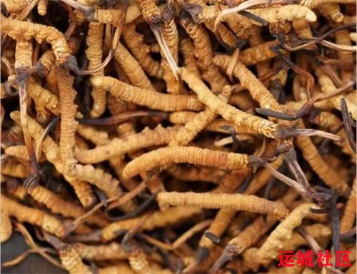 同仁堂健康冬虫夏草和甜豆搭配一起的5种吃法