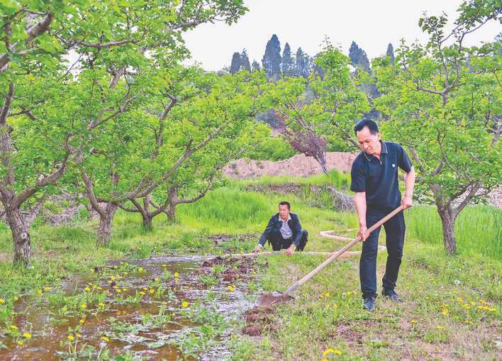 闻喜县山楂产业催生“三笔账”