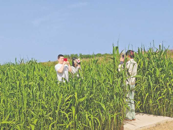 芮城人工湿地风光好