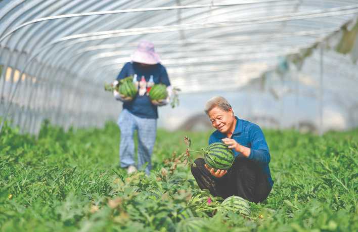 永济市洗马村大棚西瓜种植面积达4600余亩