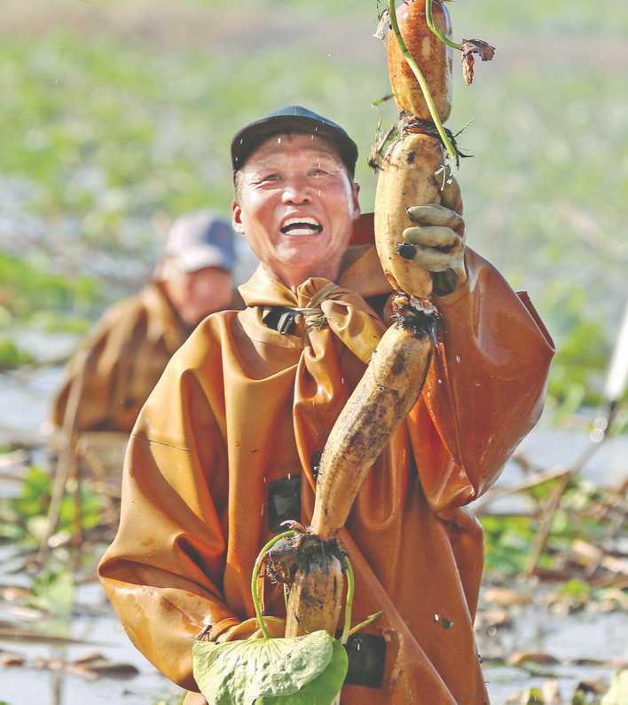 采摘莲菜原来要“全副武装”弓着腰