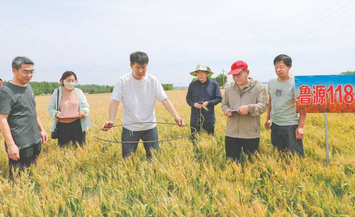 农业专家在胡张乡王学种植家庭农场进行小麦测产