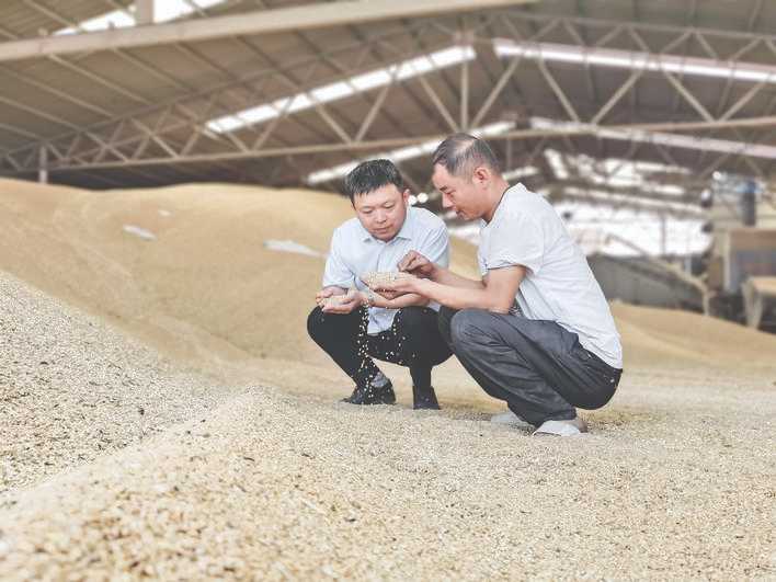 稷山农商银行链式”赋能，让鸡蛋“飞”得更远