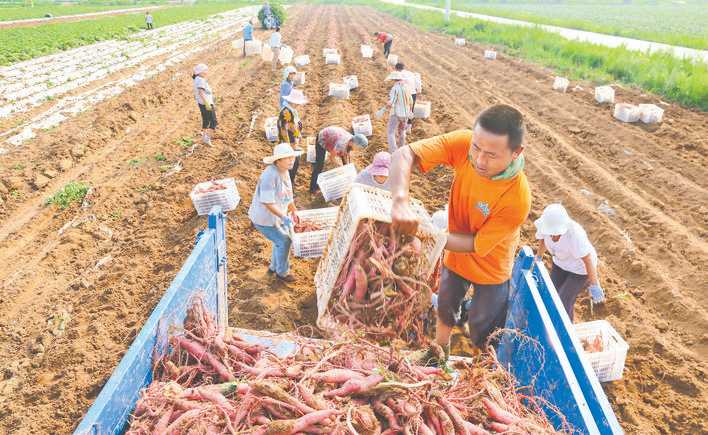 禹王镇师冯村家庭农场红薯远销北京、上海等地