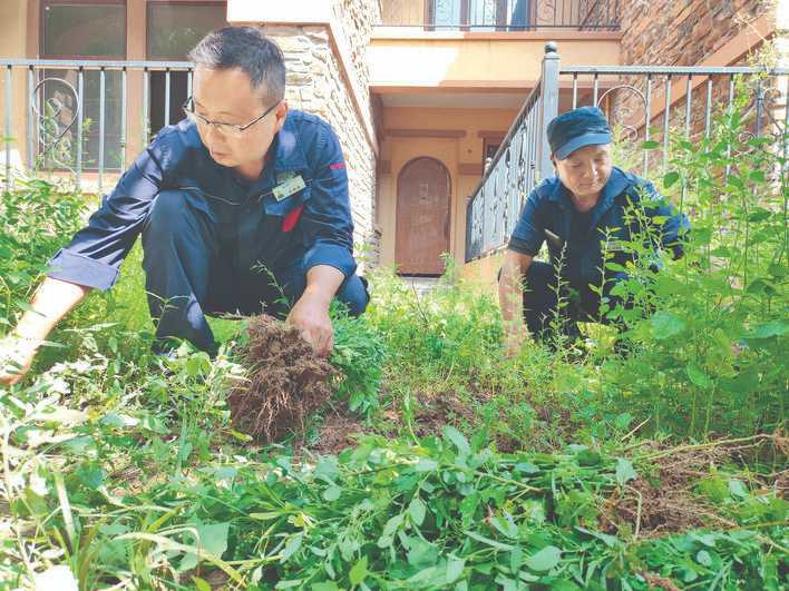 郑素琴的月季花枯萎后……