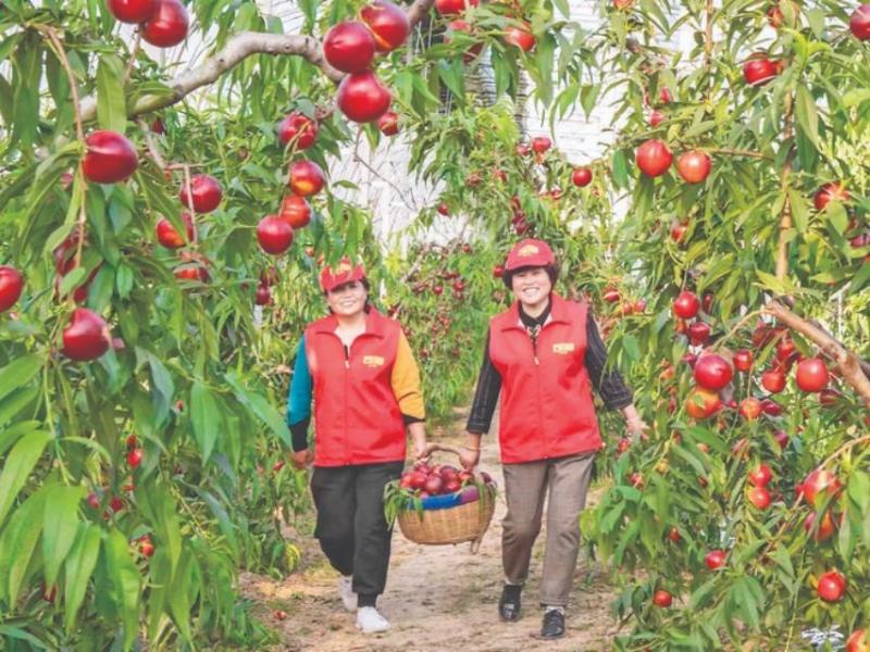 7月底，上半年运城市共出口水果9.2万吨。运城地处北纬35度水果生产“黄金 ...