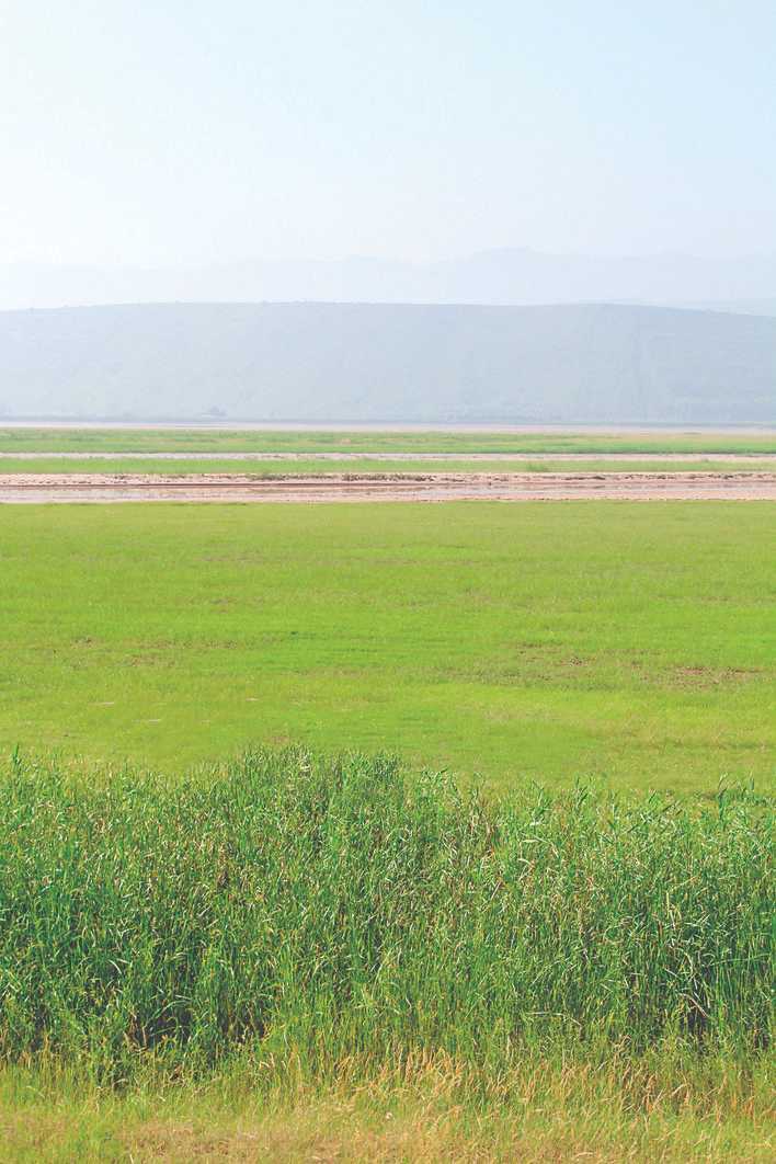 垣曲古城国家湿地公园大片的草原难得一见