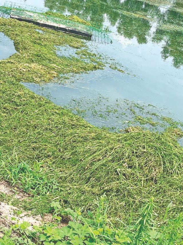 万荣南美白对虾池塘草鱼“生态除草法”清除水草效果明显