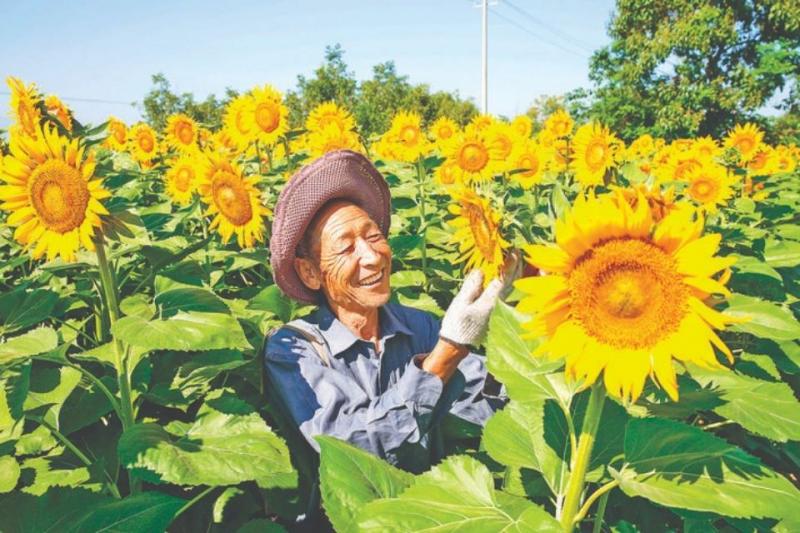 芮城农商银行支持古魏镇油葵农旅观光