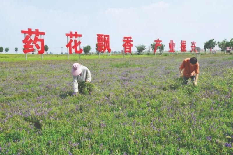 闻喜薛店沟渠头中药材产业成为特色优势产业