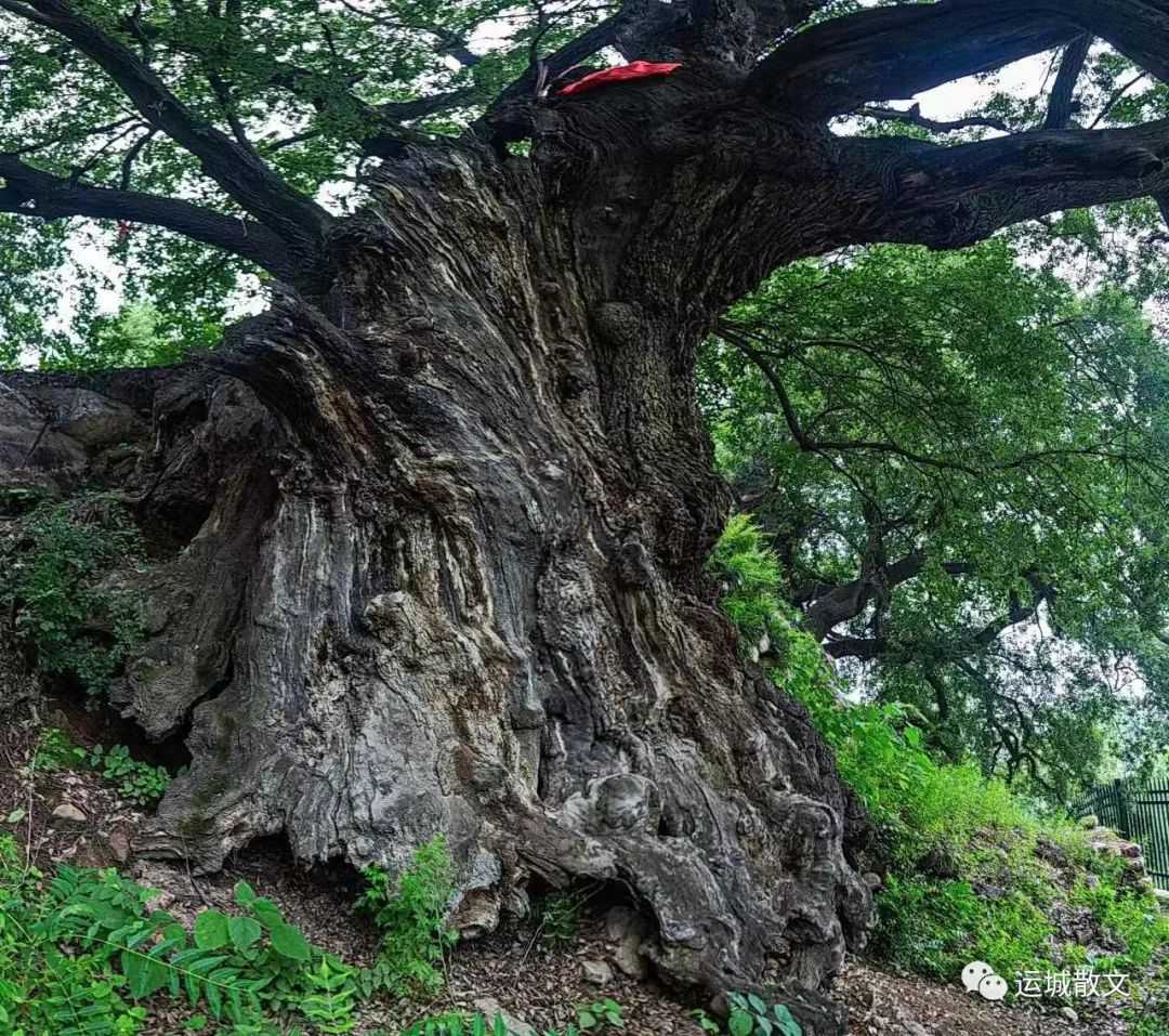 离去，没有告别_散文_张建群