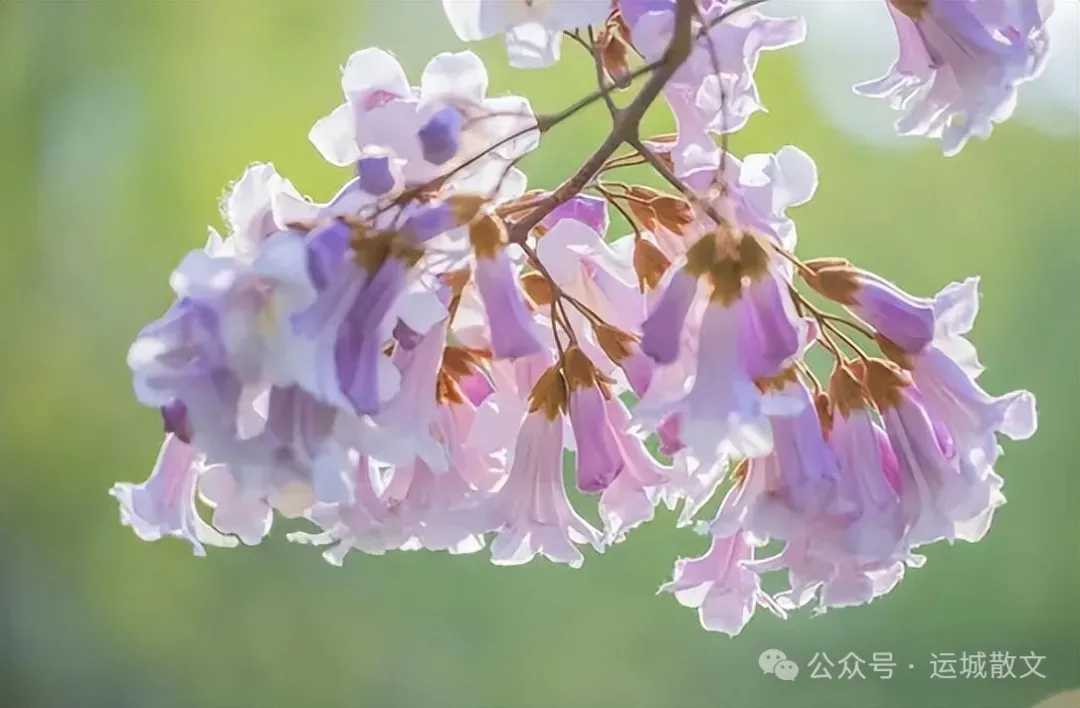 泡桐花开_散文_河东 谷树一