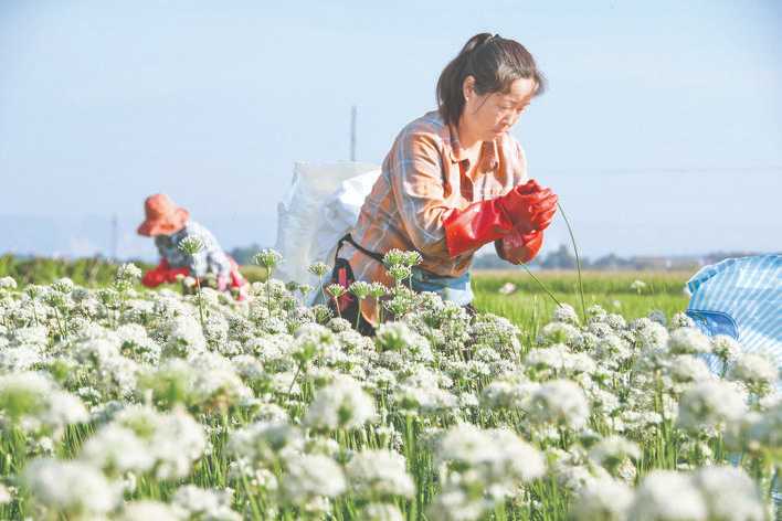 连伯村90%村民种植韭菜，面积达1.2万亩