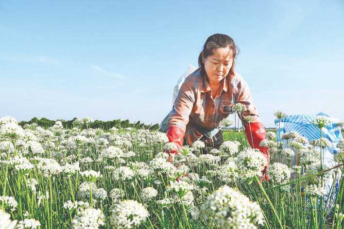 每亩菜花可为连伯村村民增加收入2000余元