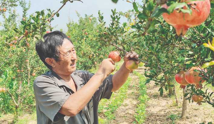 古城镇沇岭村残疾人张发电家的石榴树保住了