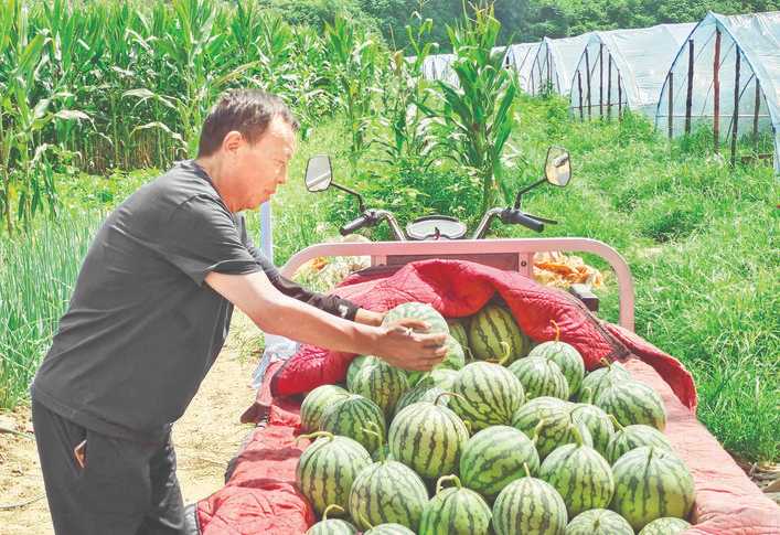 西交村残疾人吕红民在西瓜地里计划未来