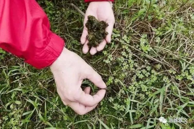 山珍极品地软软_散文_张天恩   地软软又名地耳，地膜，地皮菜，