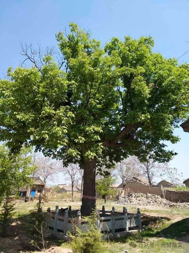 永济千年古刹《延祚寺》的前世今生_张兴平