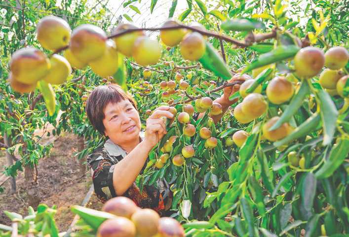 万荣丁里村从山东沾化引进了大棚冬枣从7月中旬开始陆续采收