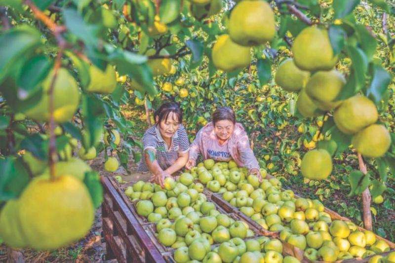 王过酥梨鼓起了王过村农民的“钱袋子”