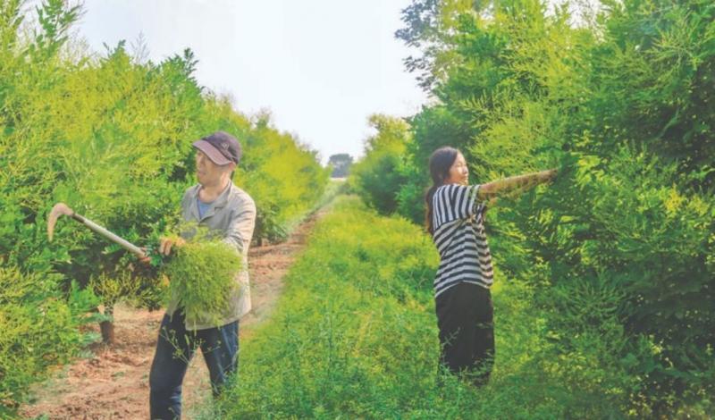 夏县南大里乡山区平川槐米熟啦