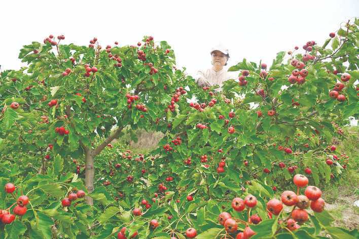 七里坡村早熟良种山楂进入采收季