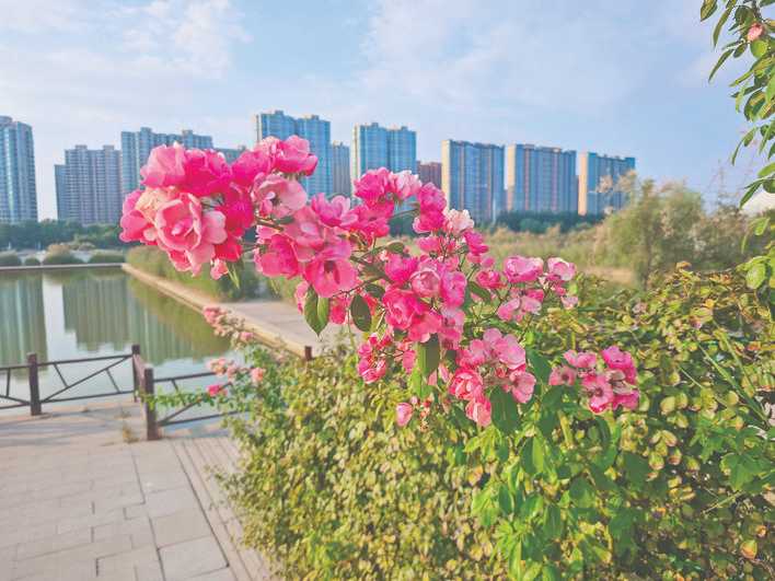 运城市城市街道“四季常绿、三季有花”