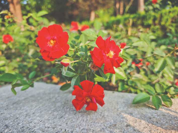 运城市城市街道“四季常绿、三季有花”