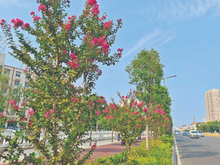 运城市城市街道“四季常绿、三季有花”