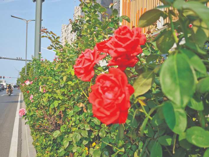 运城市城市街道“四季常绿、三季有花”