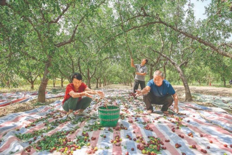 姚村韩永驹9亩枣树收成十分可观