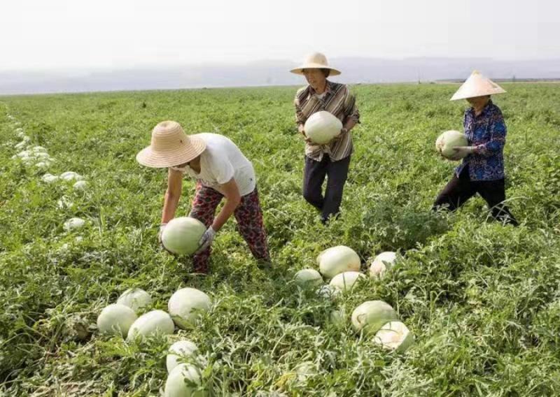 “白虎汤”西瓜万荣清热解暑三白瓜