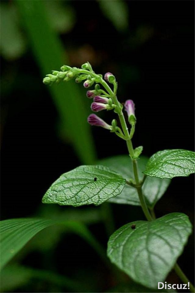 芮城中条黄芩猫耳山药坪天然条芩