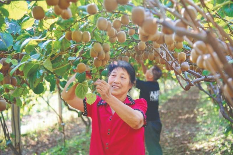 何都象的“翠香”早熟品种猕猴桃终于在太范村开花结果