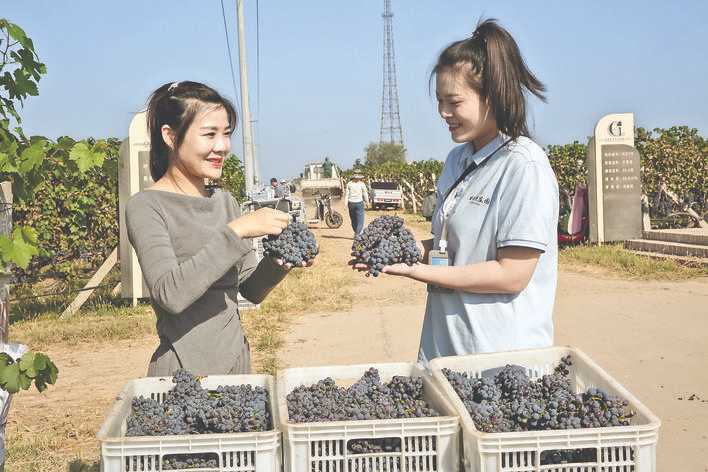 格瑞特生态庄园的葡萄味道