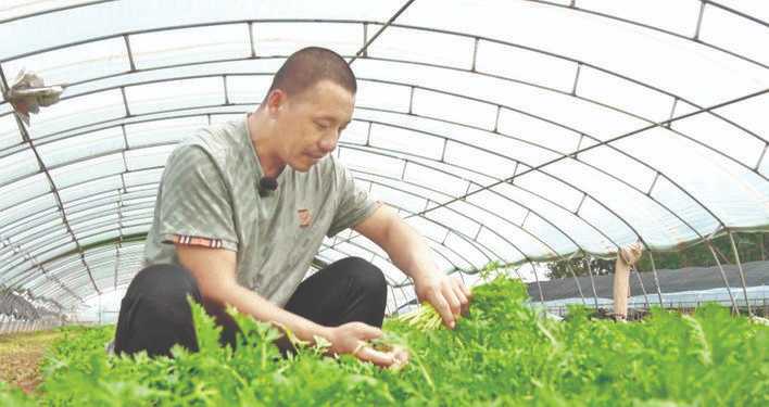 咱们这有200余户农户都种植茼蒿——口福蔬菜种植专业合作社