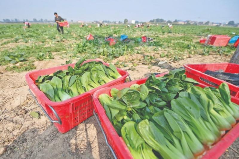 夏县禹王镇南菜北种“上海青”供港蔬菜