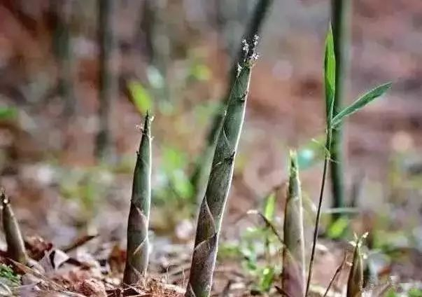 冯建国：自家竹笋味道美