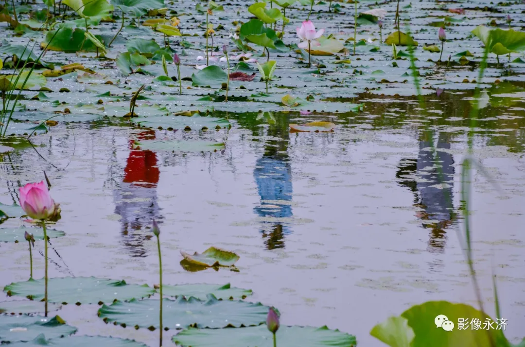 荷塘神韵_永济影像