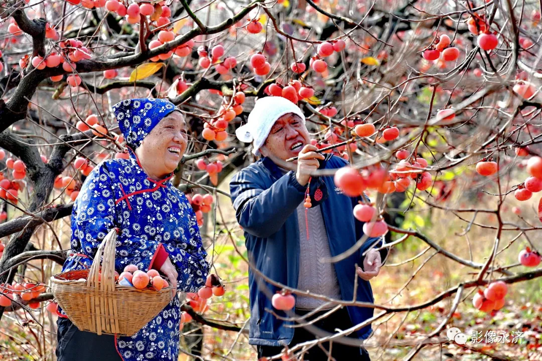 柿林蜜语_永济影像