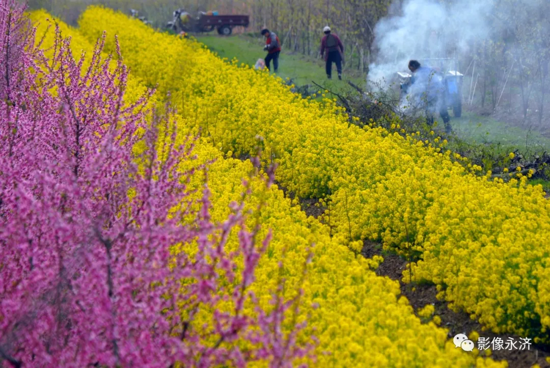 彩色田地_永济影像