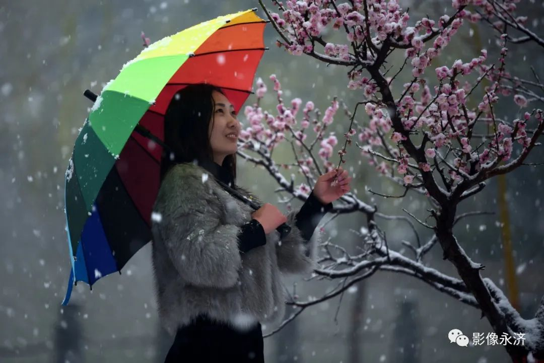 赏梅_永济影像