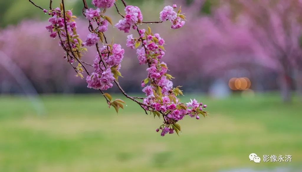 雨中樱花_河东影像