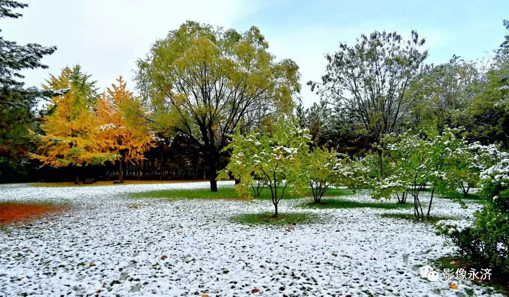 《初冬一夜寒，园中漫雪天》组图_河东影像