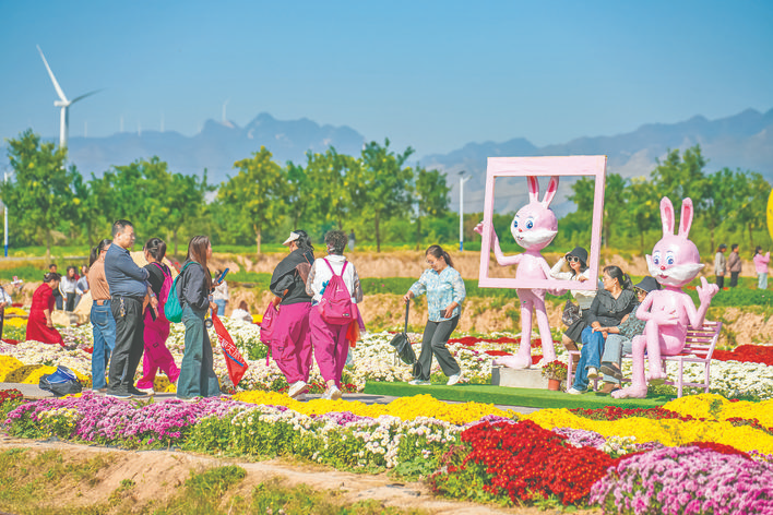 走进芮城菊花小镇