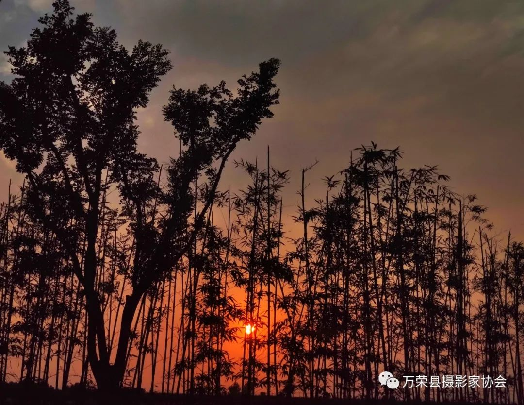 夕阳醉在竹林上_河东影像