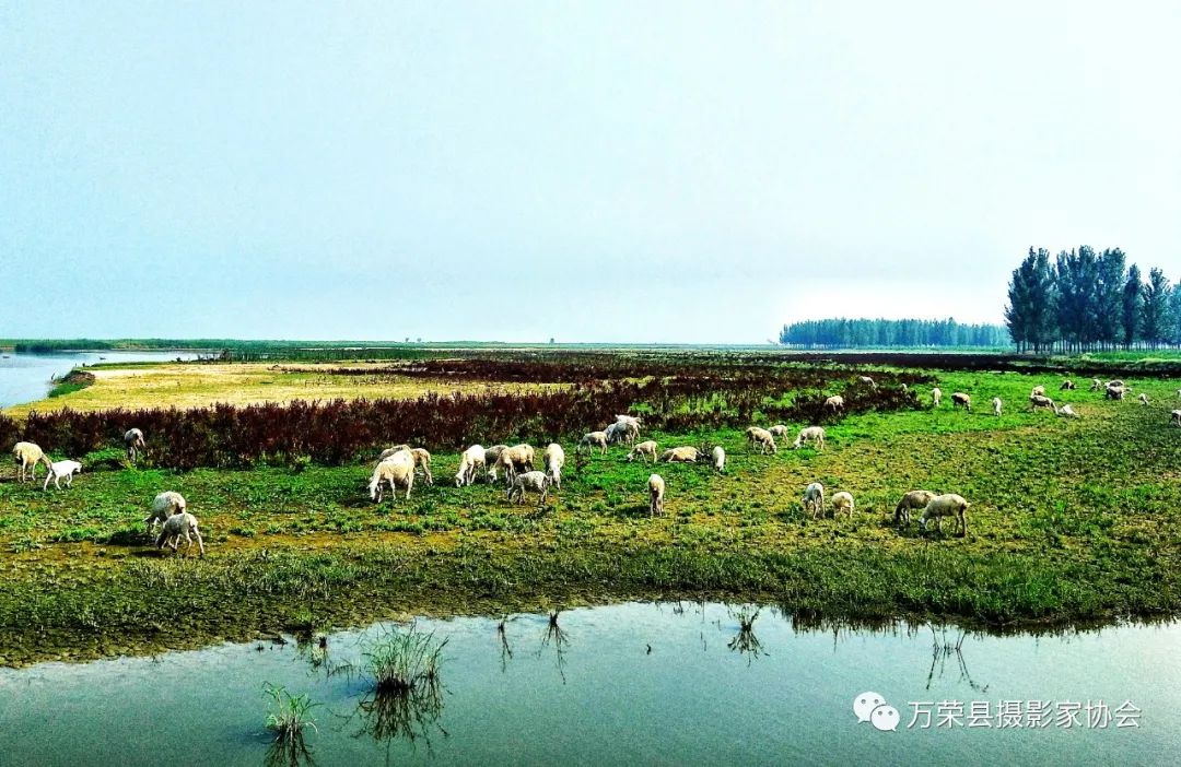 风吹草地见牛羊_河东影像