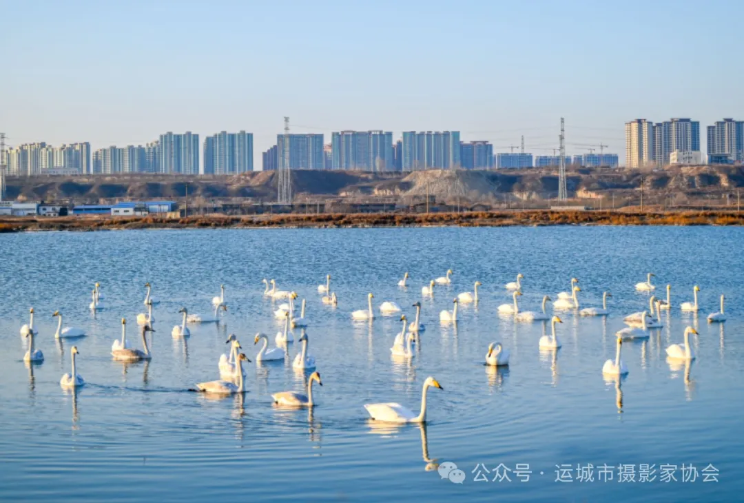 《盐池来了大天鹅》（组照）_河东影像