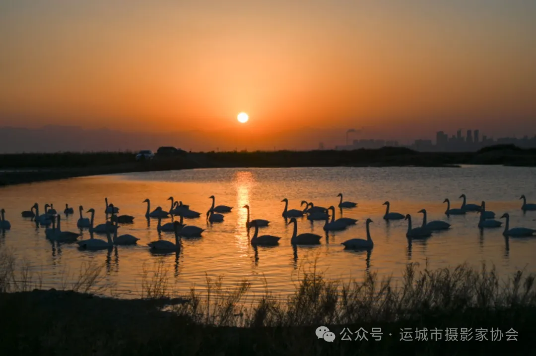 《盐池来了大天鹅》（组照）_河东影像