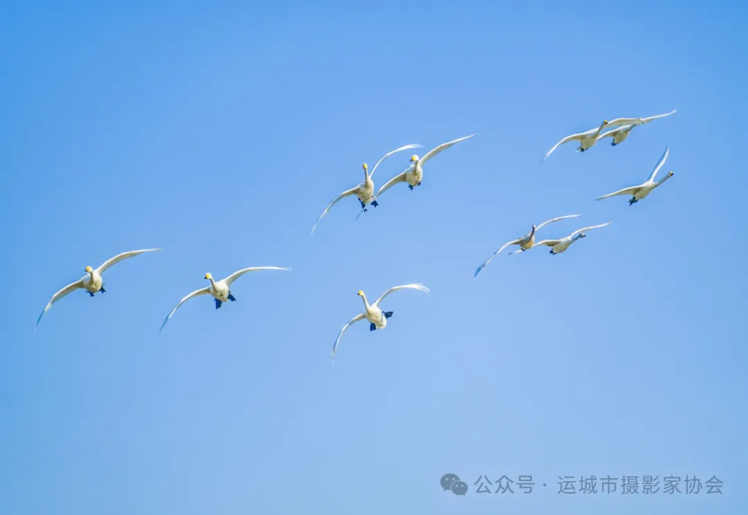 《盐池来了大天鹅》（组照）_河东影像